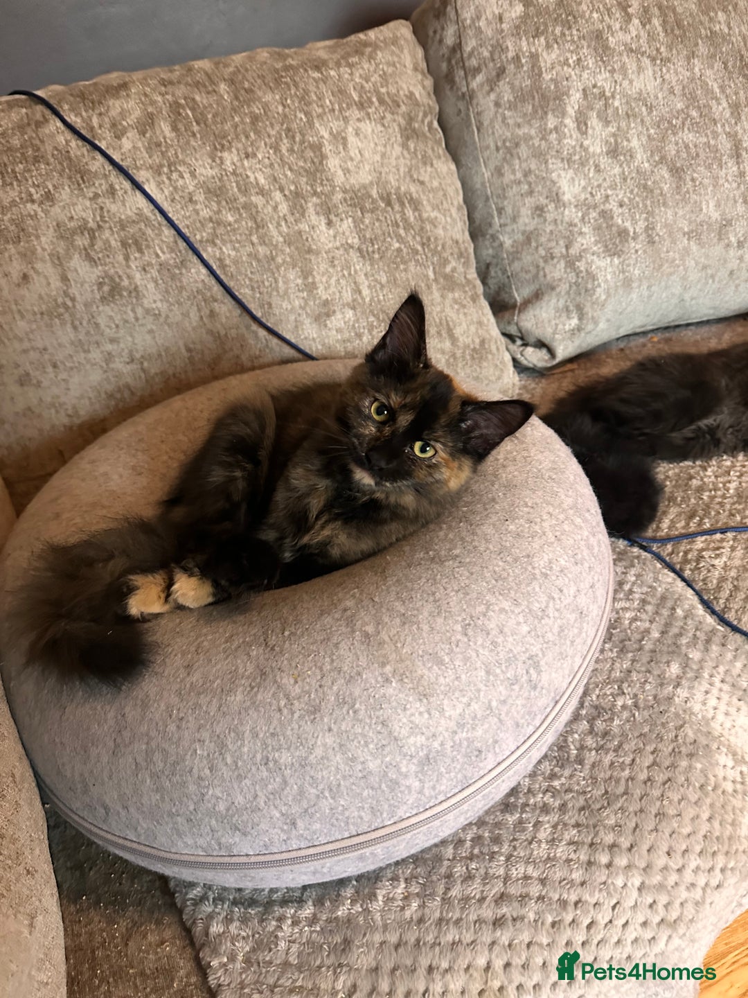 Ragdoll cats for sale: Calico Ragdolls - Image 13