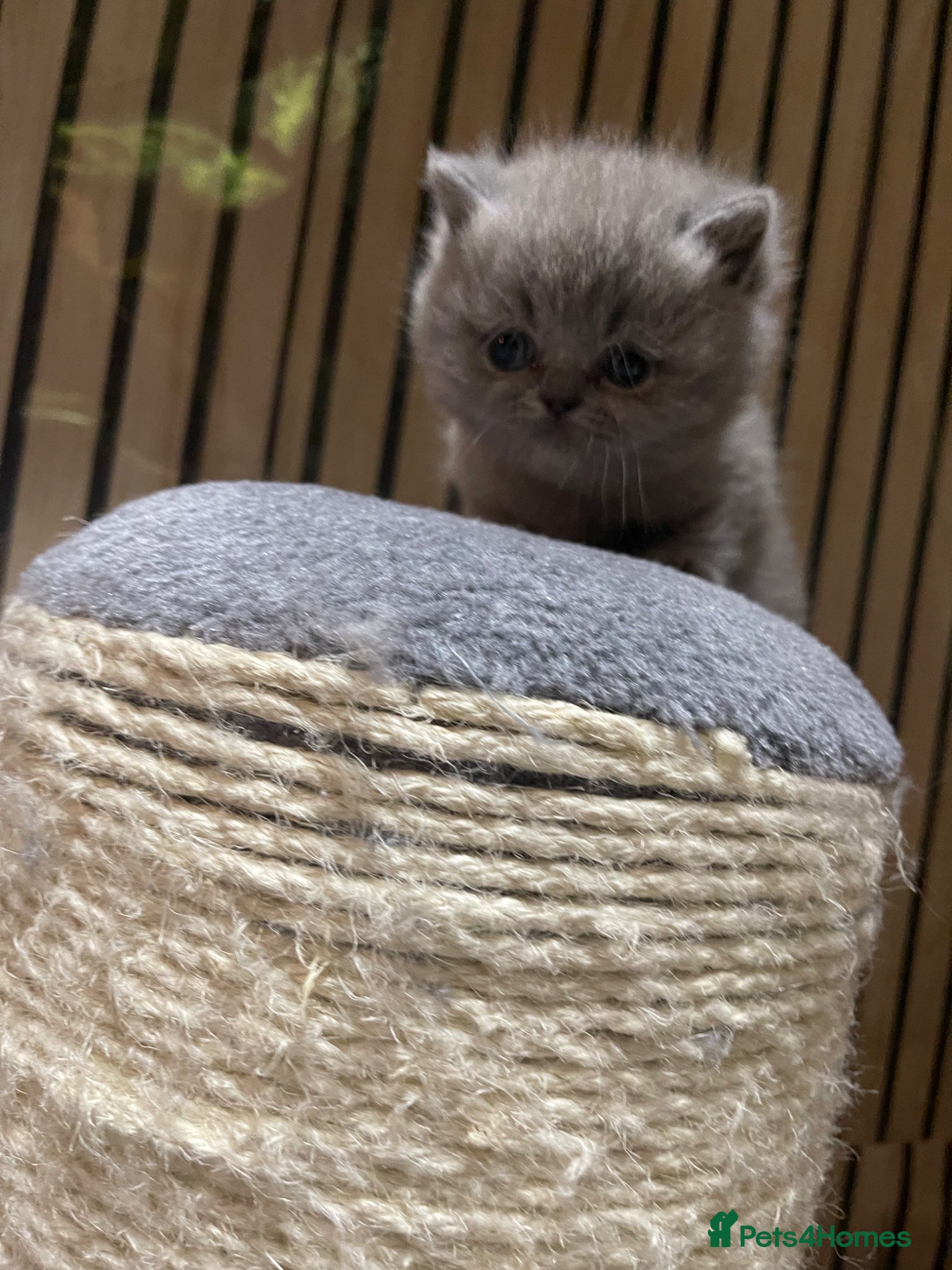 British Shorthair cats  GEORGEOUS BRITISH SHORTHAIR BLUE KITTENS - Advert 18