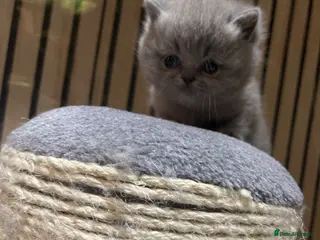 British Shorthair cats GEORGEOUS BRITISH SHORTHAIR BLUE KITTENS - Advert 18