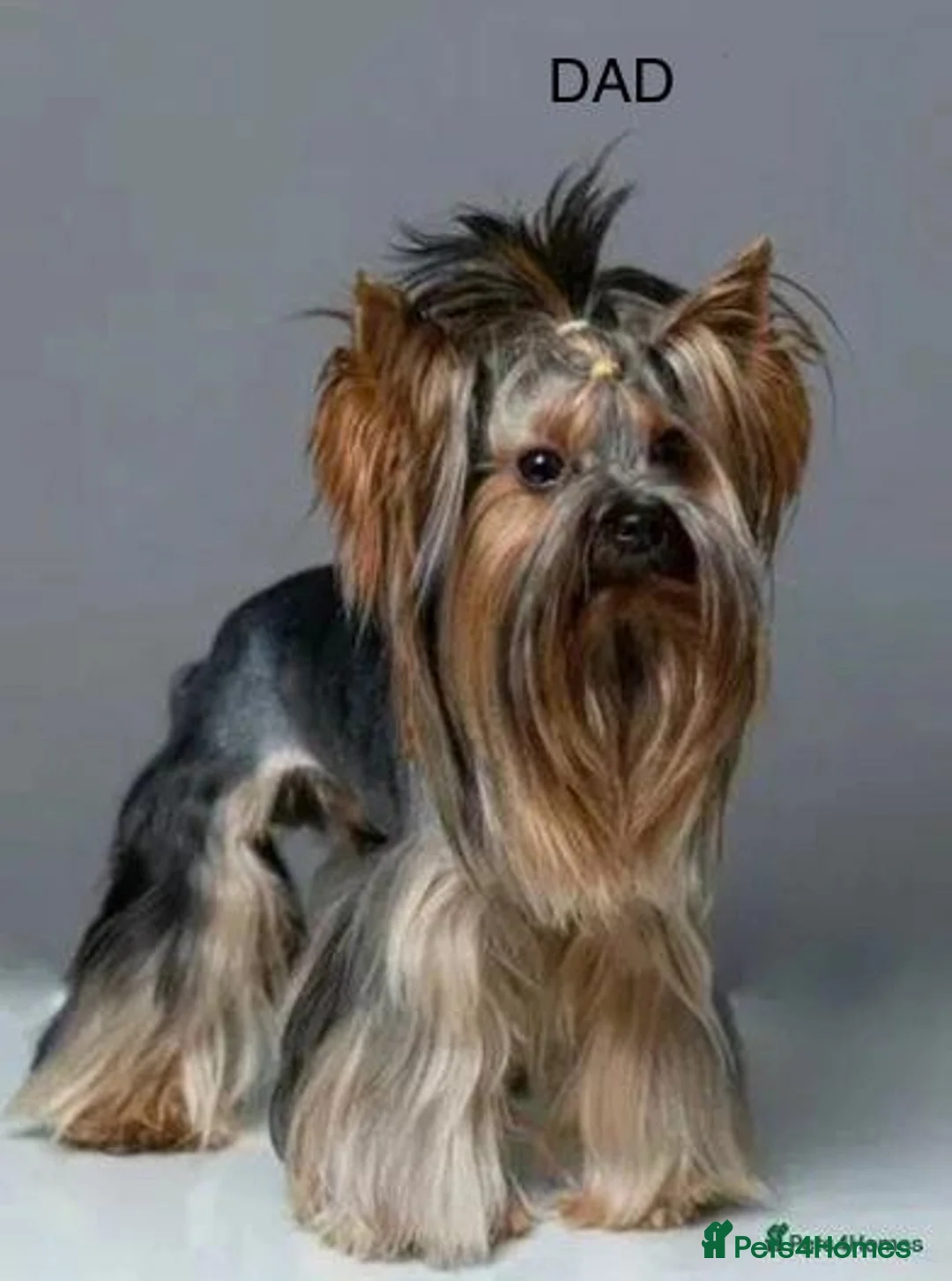 Yorkshire Terrier dogs for sale:  KC Registered Yorkshire Terrier Puppies  - Advert 9