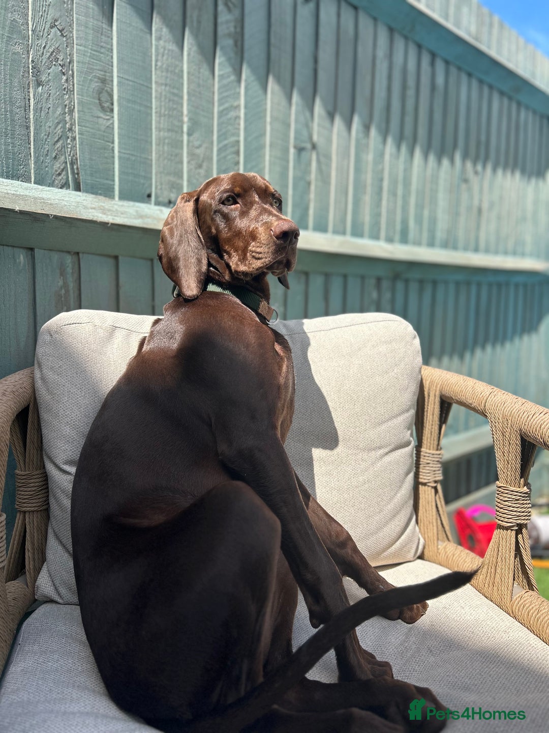 Mixed Breed dogs for sale: Beautiful Weimaraner X Visla - Image 4