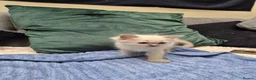 Ragdoll cats for sale: Blue Eyed Ragdolls FOR SALE - Advert 8
