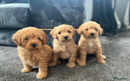 Mixed Breed dogs for sale: Cotonoodle pups - Image 1
