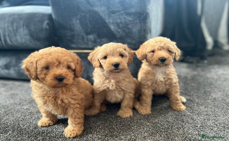 Mixed Breed dogs - Advert 14