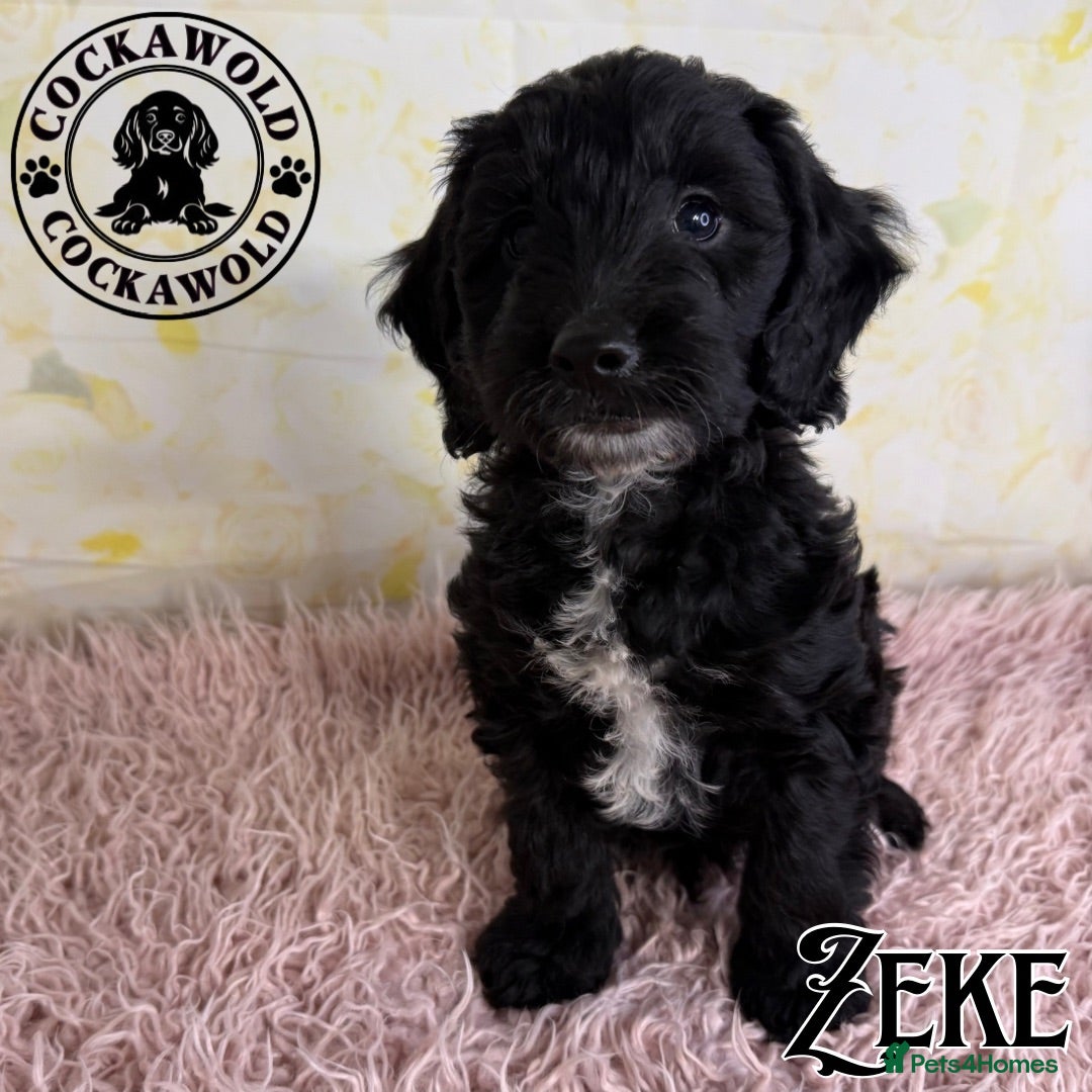 Cockapoo dogs 💖 Exceptional F1 Cockapoo Puppies 💖  - Advert 2