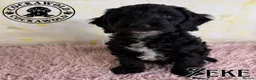 Cockapoo dogs for sale: 💖 Exceptional F1 Cockapoo Puppies 💖  - Advert 2