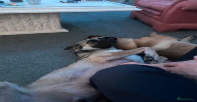 Belgian Shepherd Dog dogs - Advert 7
