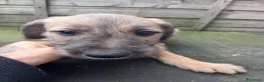 Mixed Breed 1