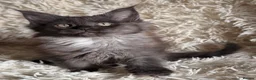 Maine Coon cats for sale: 👑Royal MaineCoon Girls TICA Champion Bloodline!👑 - Advert 16