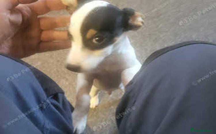 Mixed Breed dogs - Advert 1