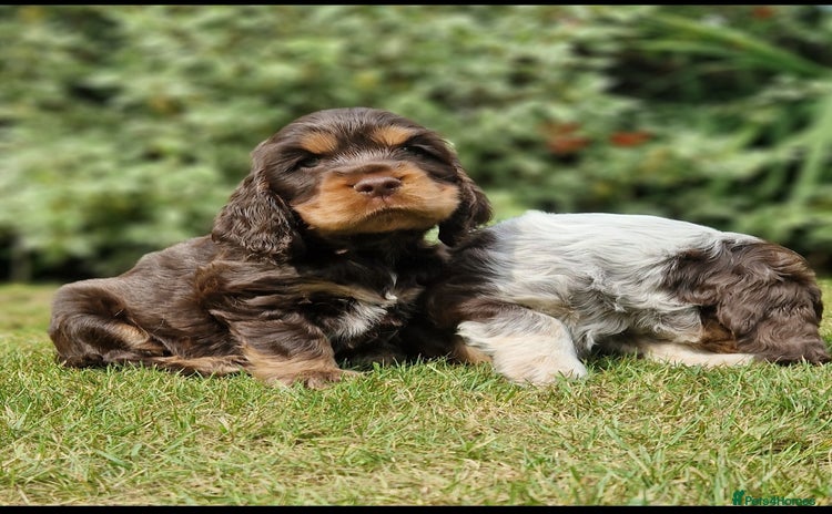 Cocker Spaniel dogs - Advert 2