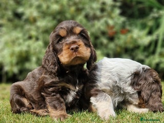 Cocker Spaniel dogs - Advert 11