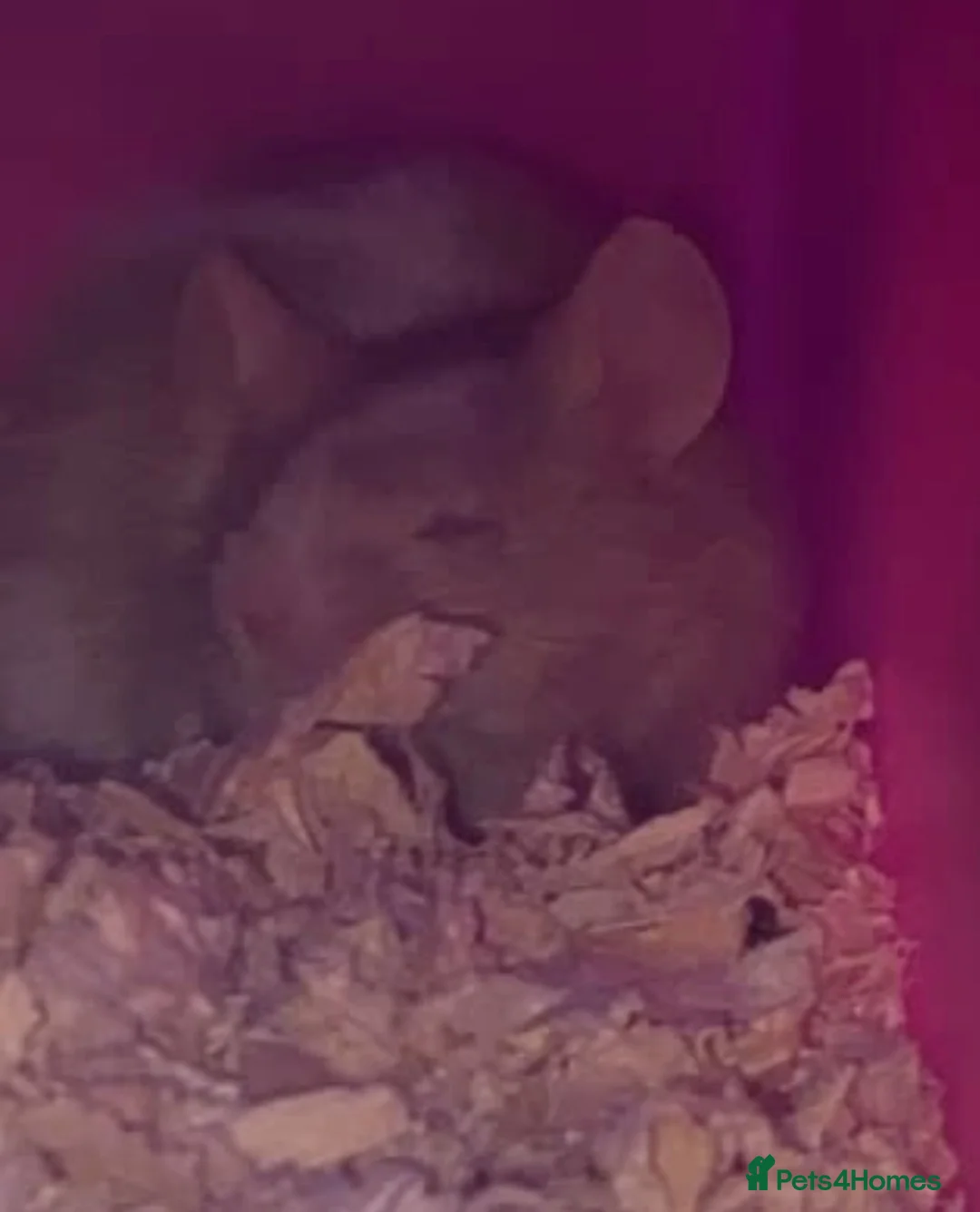 Mouse rodents for sale: Two female fancy mice with cage  - Advert 4