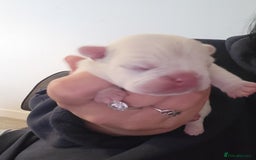 French Bulldog dogs for sale: Female White french bulldog - Image 1