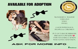 Mixed Breed dogs for adoption: Walter, 3 yrs old. Available for adoption. - Image 14