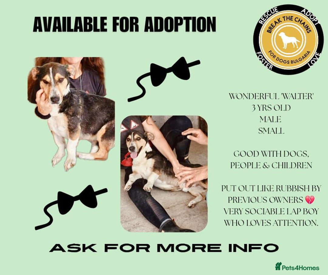 Mixed Breed dogs for adoption: Walter, 3 yrs old. Available for adoption. - Image 14