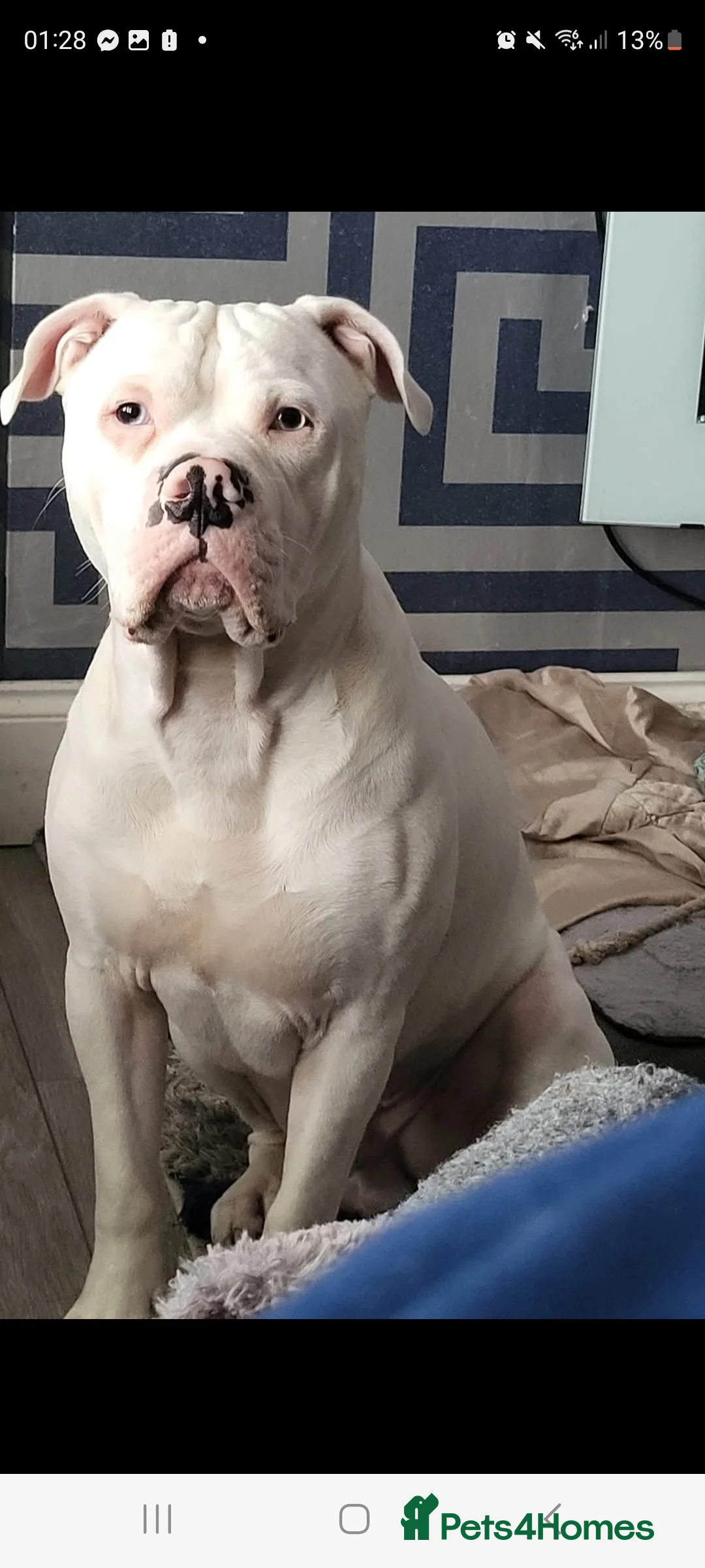 American Bulldog dogs for stud: American bulldog studd - Advert 2