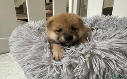 Japanese Shiba Inu dogs for sale: Japanese Shiba Inu puppies - Image 18