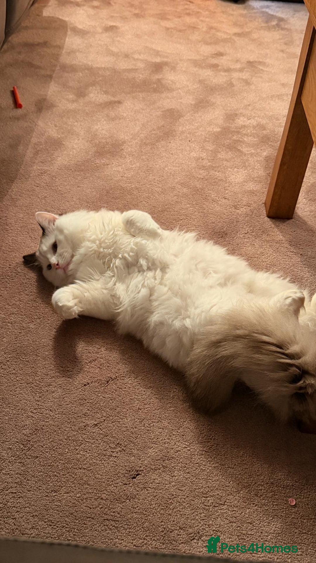 Ragdoll cats for sale: Meet Snow Our Sweet Ragdoll Looking for a New Home - Advert 9