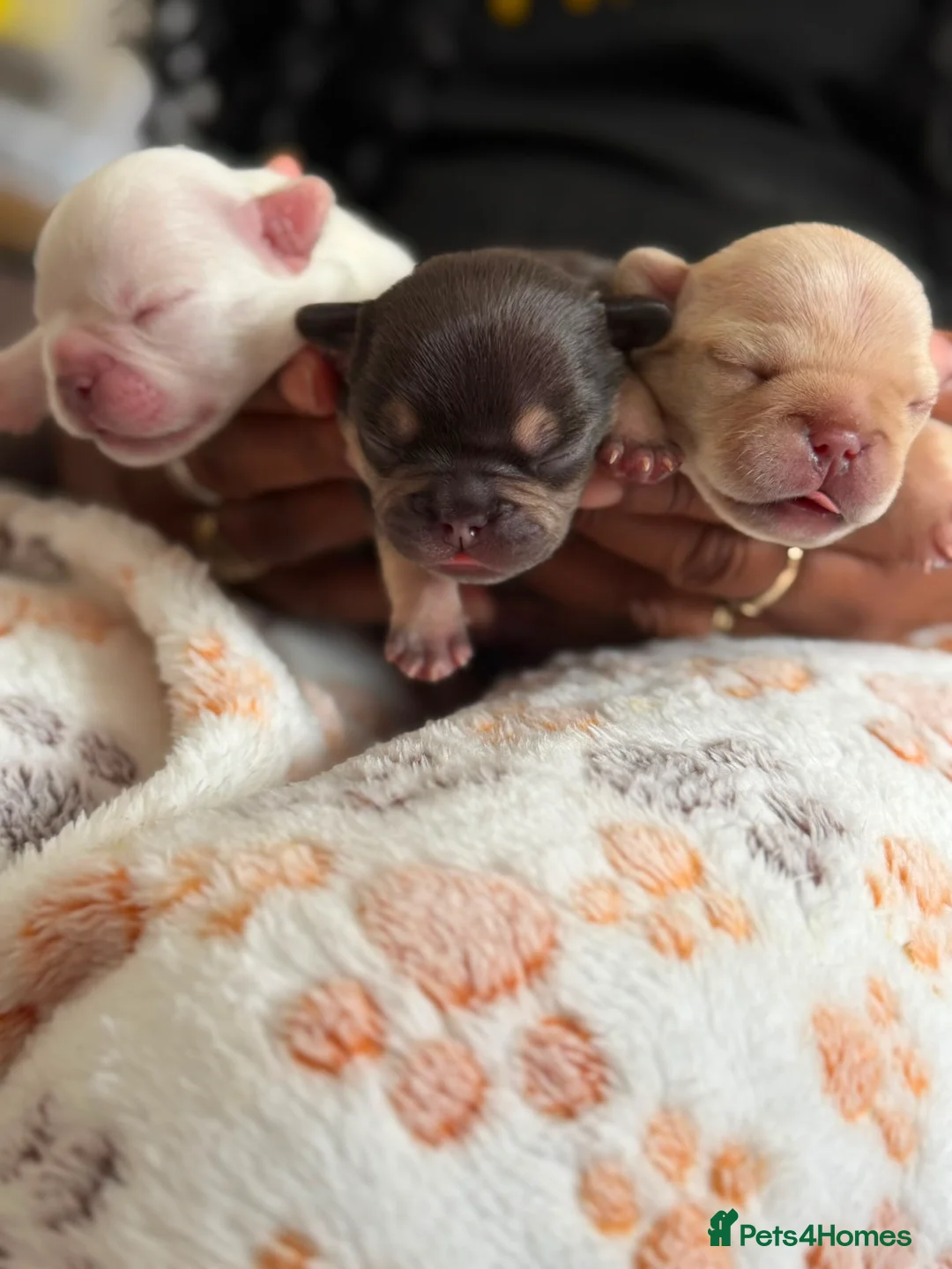 French Bulldog dogs for sale: Jnk Eastlnd - Advert 2