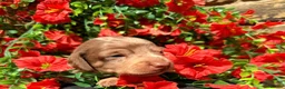 Miniature Dachshund dogs for sale: Long haired miniature dachshund  - Advert 10