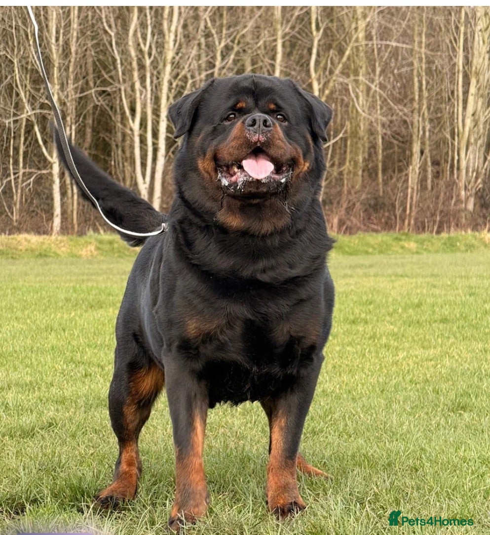 Rottweiler dogs for sale: Female Rottweiler pup for sale  - Advert 9