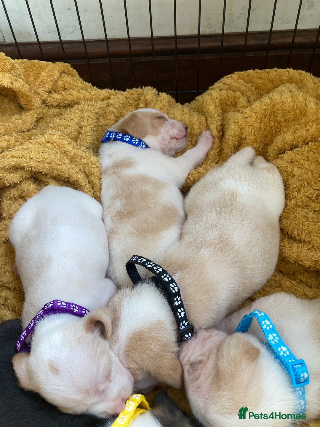 Beagle dogs for sale: Beautiful pedigree beagle pups - Image 16