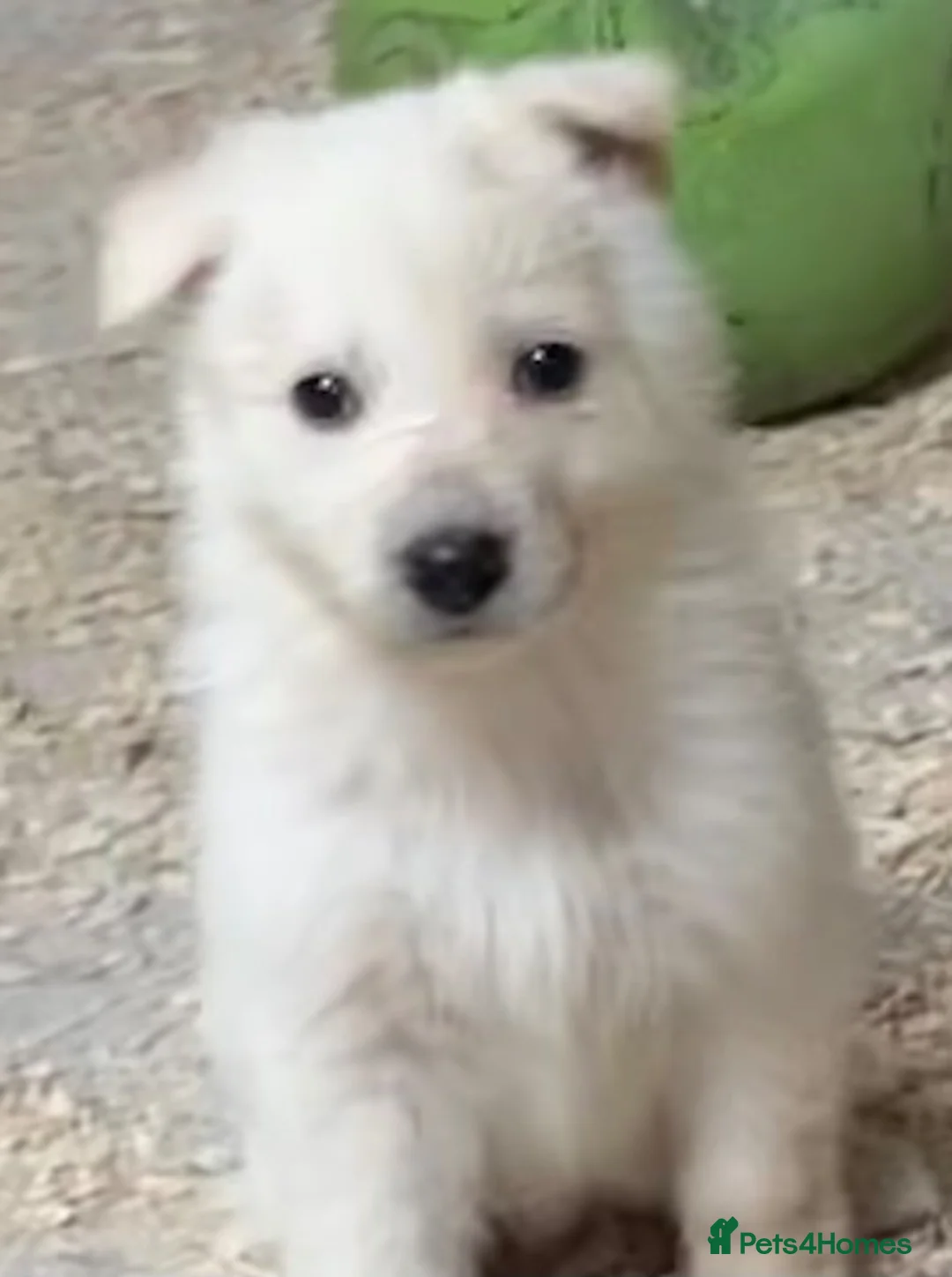 German Shepherd dogs for sale: German Shepherd pups - Advert 11