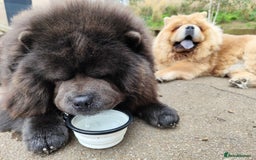 Chow Chow dogs for stud: Blue chow chow for stud - Advert 6