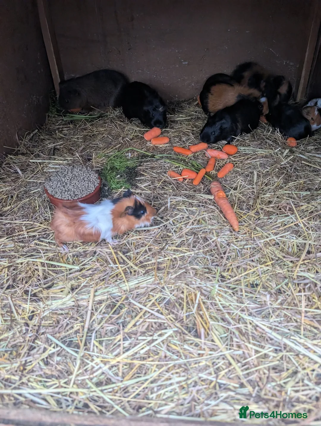 Guinea Pig rodents for sale: Lovely guinea pigs - Advert 8