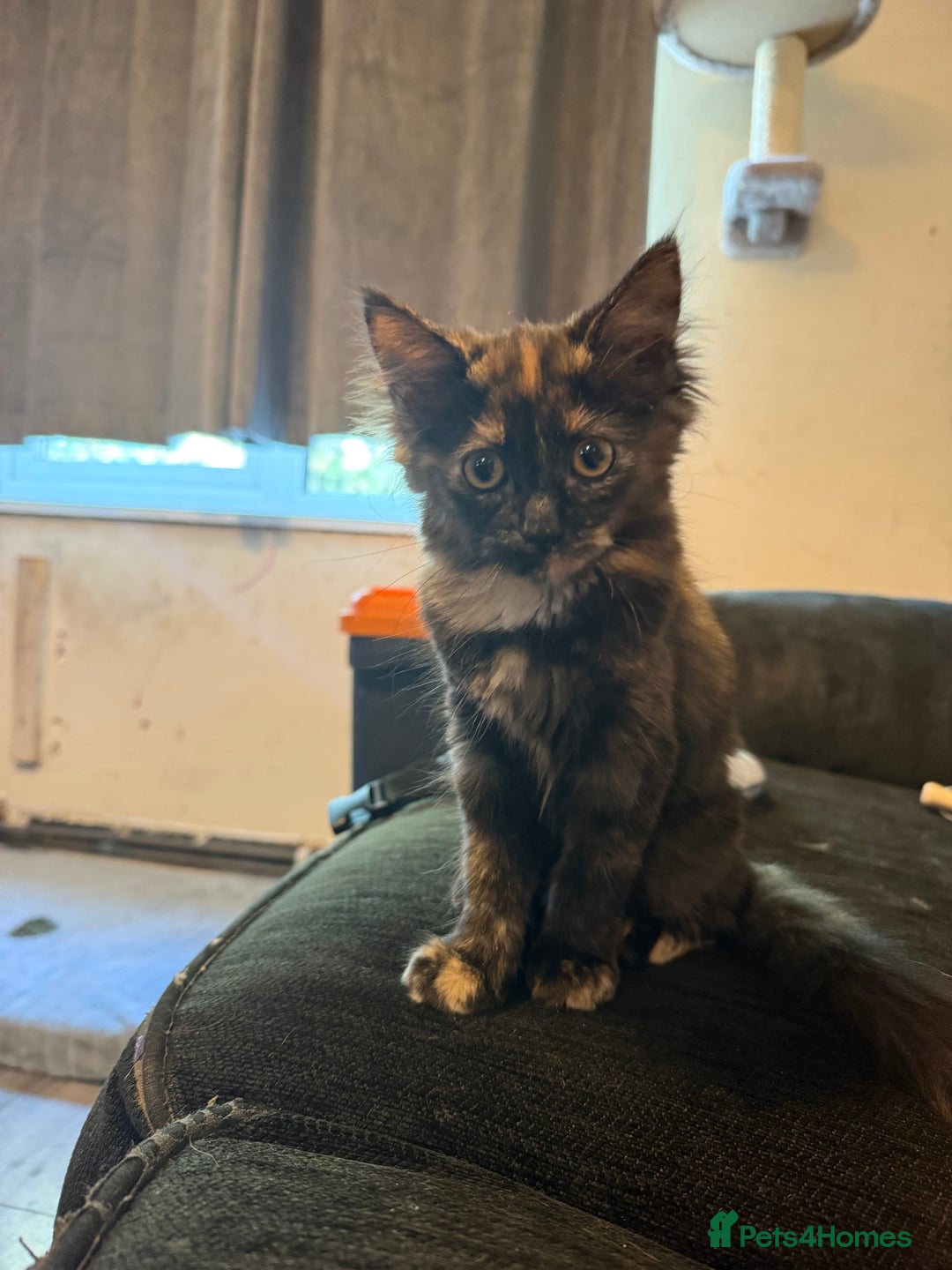 British Longhair cats for sale: Kitten for sale - Image 2