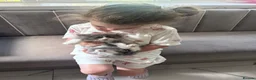 British Longhair cats for sale: Beautiful chunky British longhair ready now - Advert 6