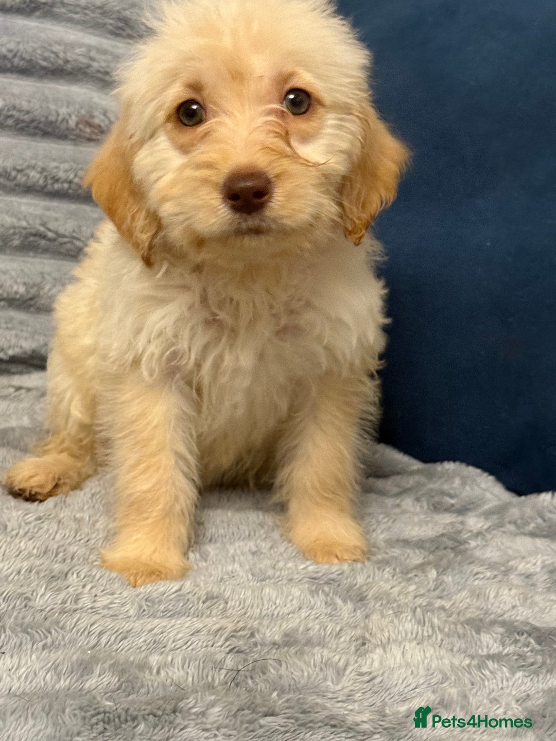 Labradoodle dogs for sale: F1 labradoodle pups  - Advert 13