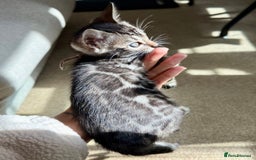 Bengal cats for sale: Rare Glitter Pedigree Bengal Female - Show Quality - Image 1