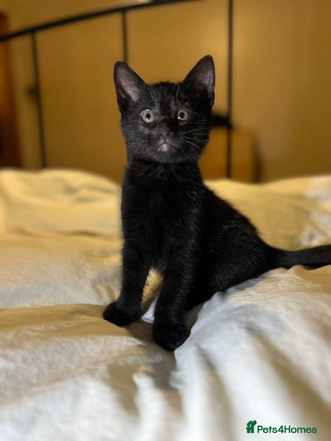 Russian Blue cats for sale: Russian blue kittens  - Advert 12