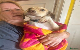 Mixed Breed dogs for adoption: Pocket - Norwich Norfolk  - Image 10