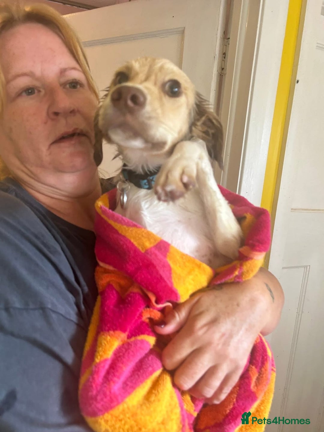 Mixed Breed dogs for adoption: Pocket - Norwich Norfolk  - Image 10