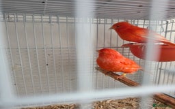 Canaries birds for sale: 2 red canaries  - Image 2
