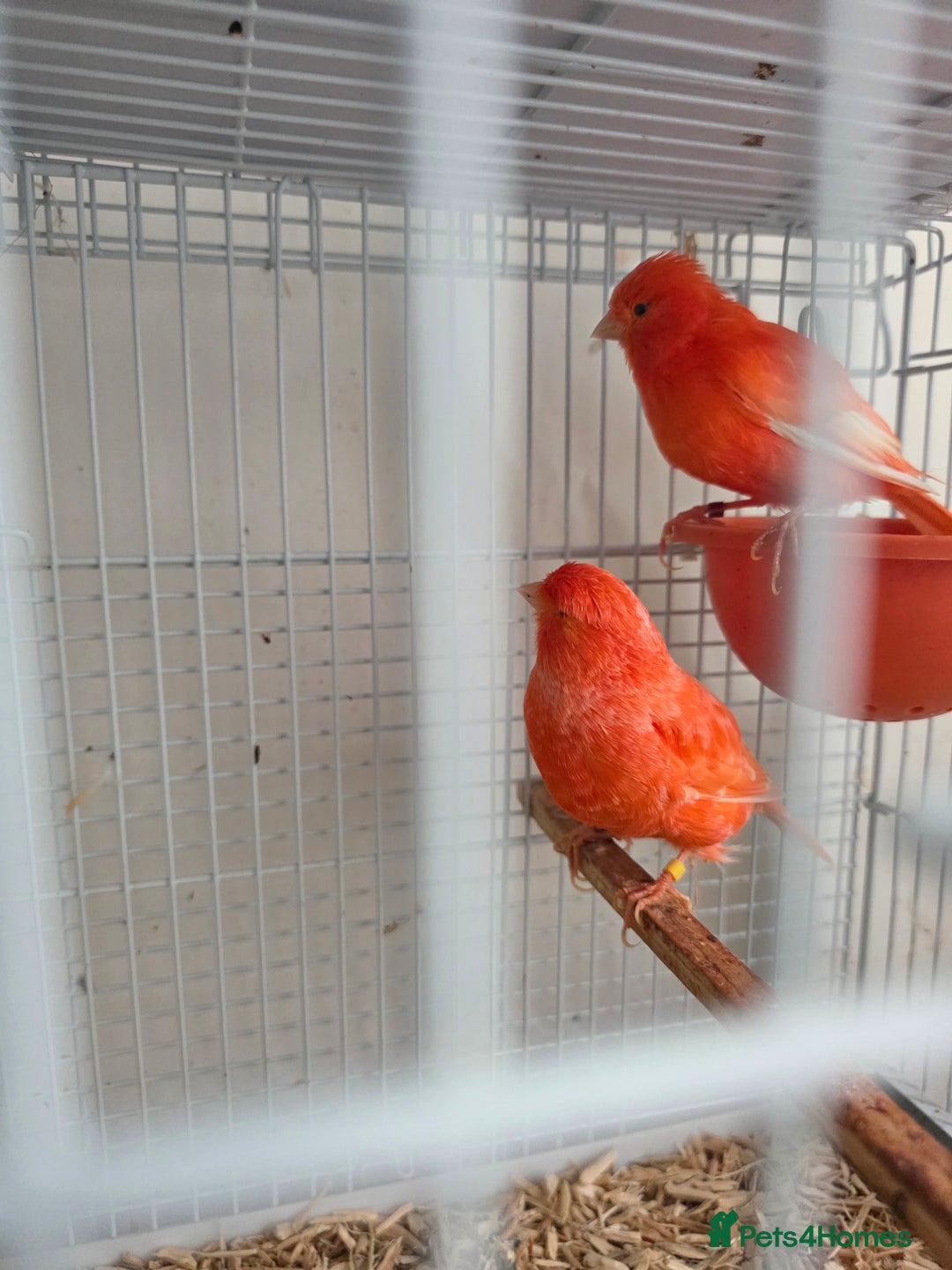 Canaries birds for sale: 2 red canaries  - Image 2