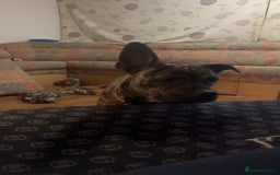 Mixed Breed dogs for sale: Staffy  ** tiff   - Advert 2