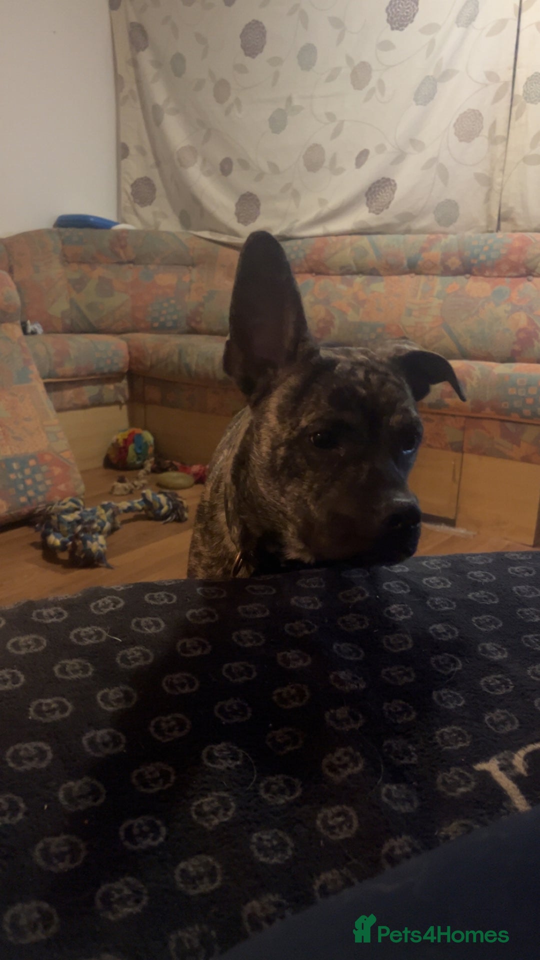 Mixed Breed dogs for sale: Staffy  ** tiff   - Advert 2