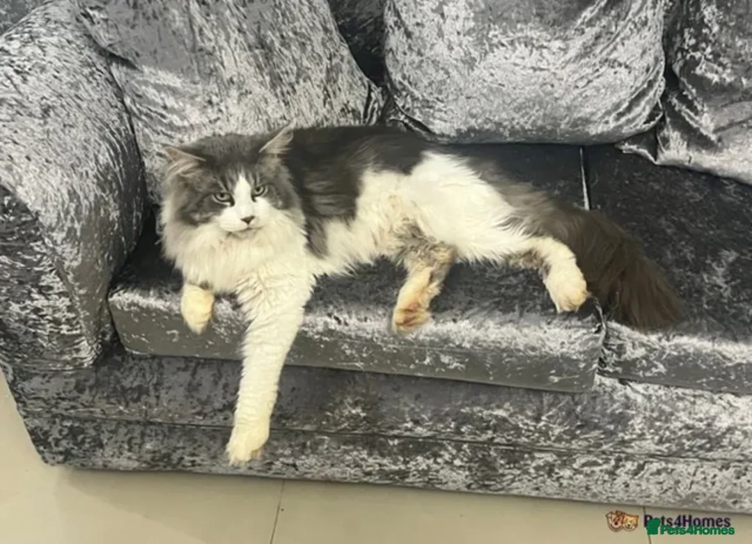 Maine Coon cats for stud: XXL DUAL REGISTERED STUD - Advert 3