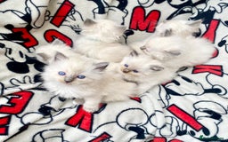 Ragdoll cats for sale: Ragdoll kittens  - Image 14