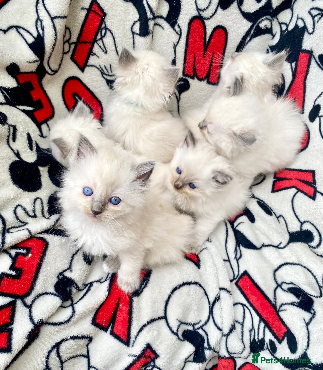 Ragdoll cats for sale: Ragdoll kittens  - Image 14