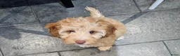 Cockapoo dogs for sale: Female Cockapoo - Advert 2