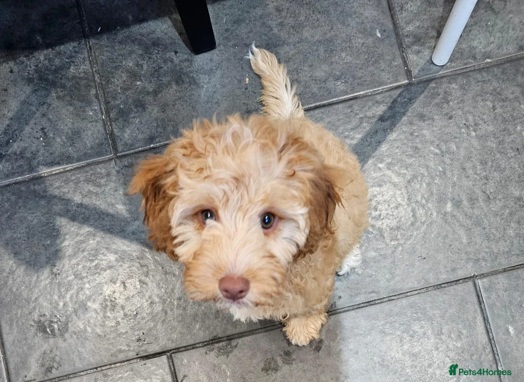 Cockapoo dogs for sale: Female Cockapoo - Advert 2