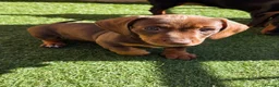Miniature Dachshund dogs for sale: Minature dachshunds - Advert 5