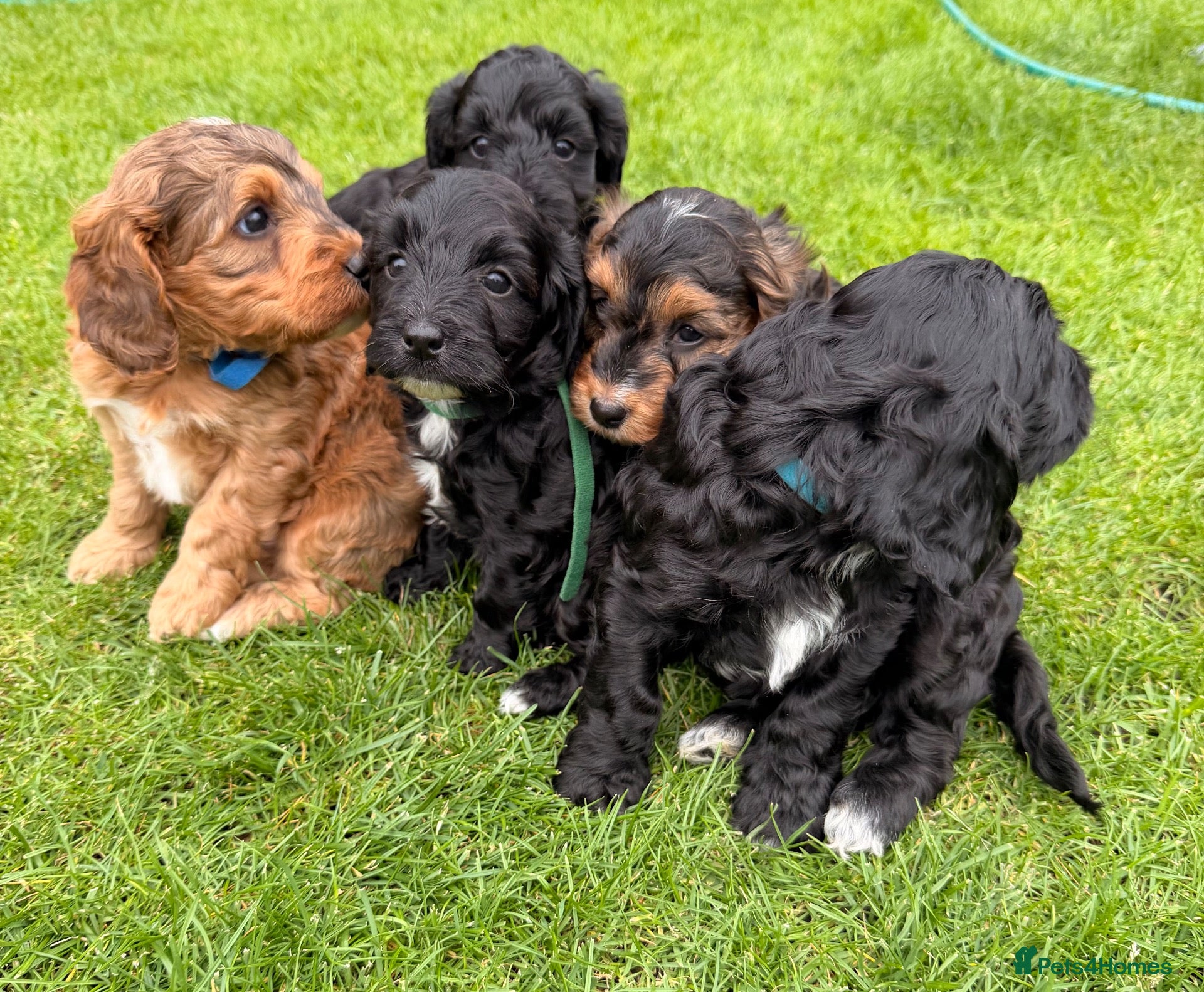 Cockapoo dogs for sale: Beautiful cockerpoo puppies  - Advert 1