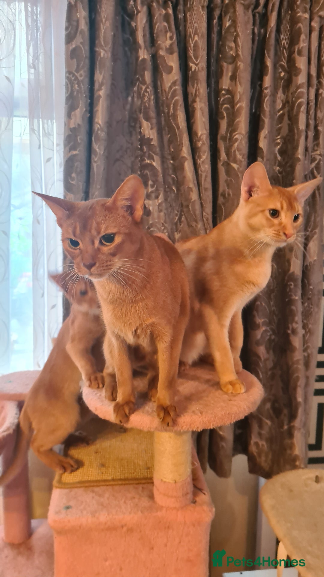 Abyssinian cats for sale: Abisinian kittens  - Image 10