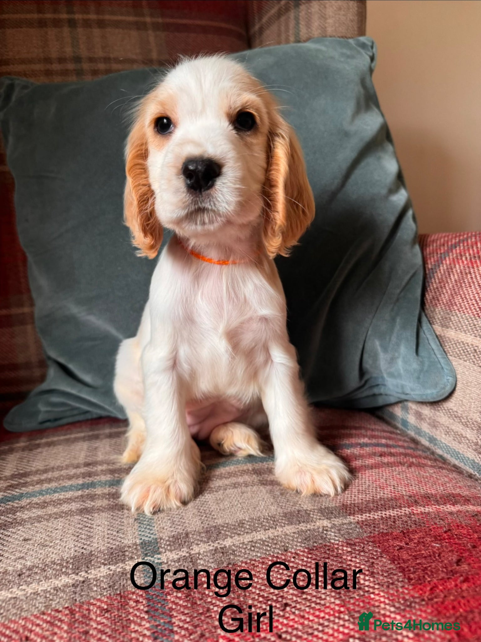 Cocker Spaniel dogs for sale: KC Registered, health tested, show type puppies - Advert 2